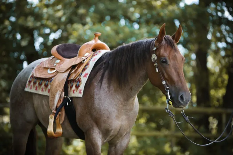 Roan-Pferd mit hellem Westernsattel und Pad