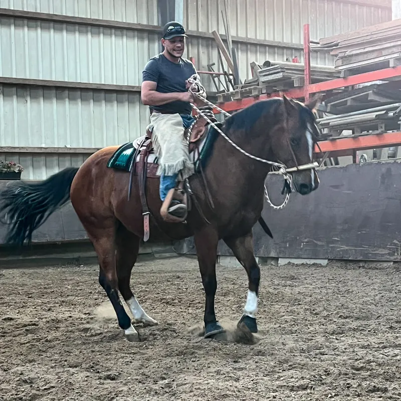 Phillip Müller — Trainer im SaddleWorld-Trainerprogramm